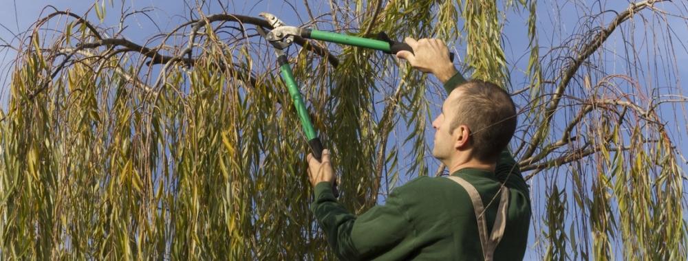 Gardener pruning a tree.jpg